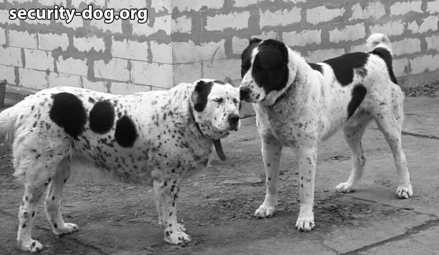ALUSHTA KAGAN DOGS ALUSHTA KAGAN DOGS