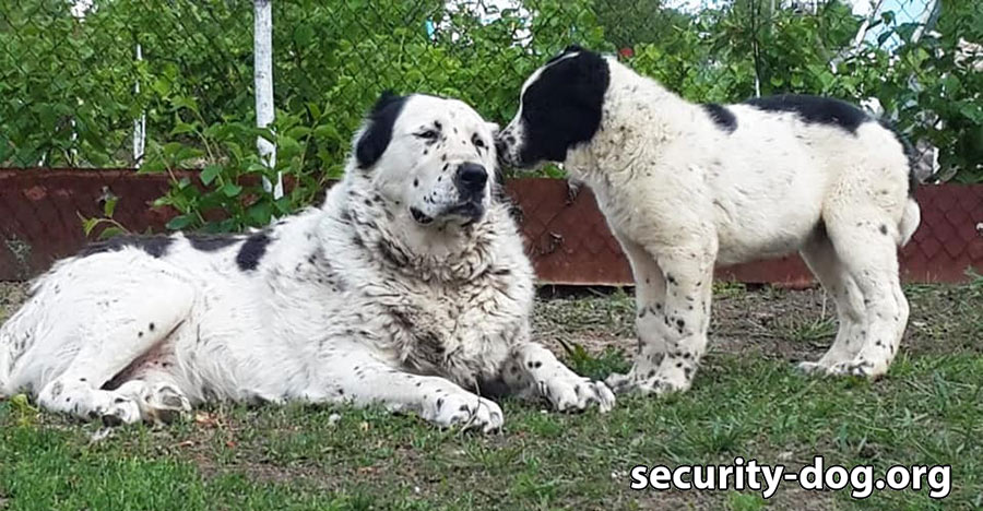 ALUSHTA KAGAN DOGS ALUSHTA KAGAN DOGS