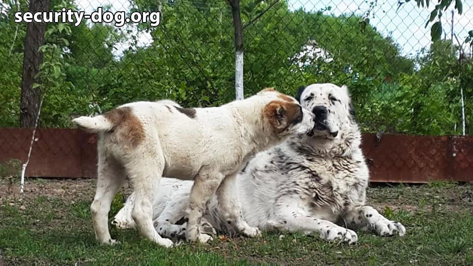 ALUSHTA KAGAN DOGS ALUSHTA KAGAN DOGS