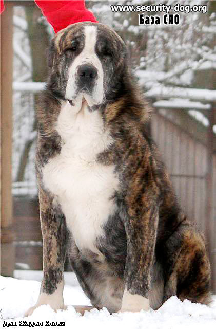 середньоазіатська вівчарка середньоазіатська вівчарка