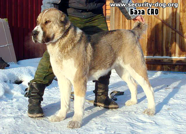 середньоазіатська вівчарка середньоазіатська вівчарка