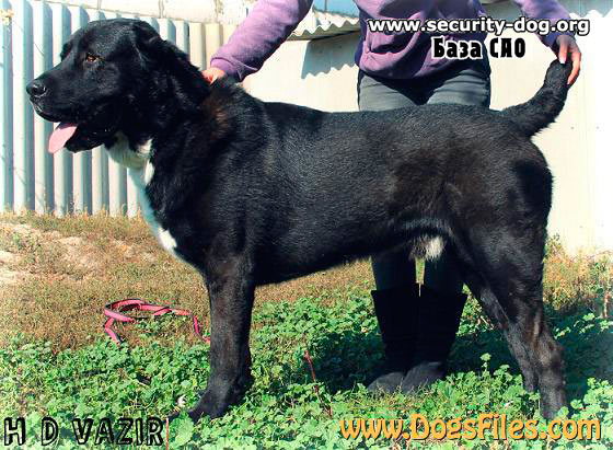 середньоазіатська вівчарка середньоазіатська вівчарка