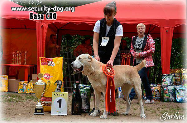 середньоазіатська вівчарка середньоазіатська вівчарка
