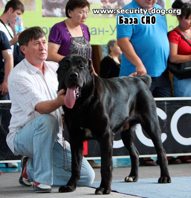 середньоазіатська вівчарка середньоазіатська вівчарка