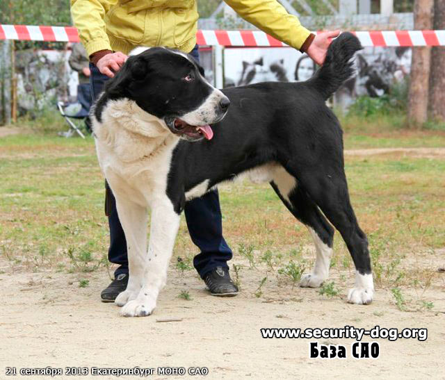 середньоазіатська вівчарка середньоазіатська вівчарка