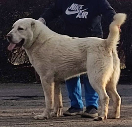 SER EMANUIL GEDIONOVICH ELENIUM ABRAY