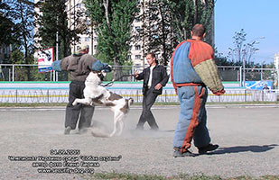 ����������� ��������������� �������