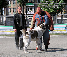 ����������� ��������������� �������