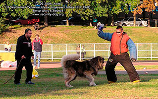 ����������� ���������� �������