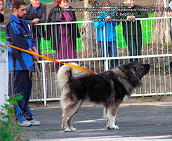 ����������� ���������� �������